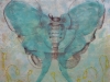 Luna Moth Pelvis