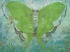 Luna Moth Pelvis 2